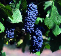 South African Grapes