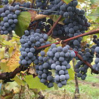 Pinotoge Grapes